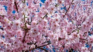 Cum se aleg Babele şi ce semnificaţie au?