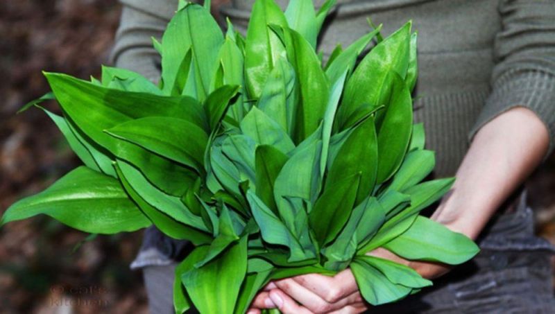 Adevărul despre leurdă, planta care a invadat pieţele