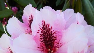 Echinocţiul de primăvară 2022: Data la care ziua este egală cu noaptea