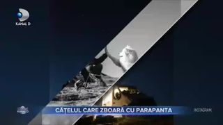 Cățelul care zboară cu parapanta