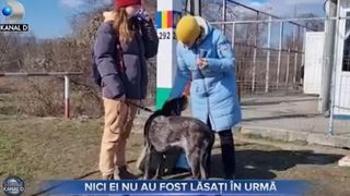 VIDEO - Refugiații din Ucraina nu și-au putut lăsa animalele de companie în urmă. Și-au luat necuvântătoarele în România