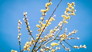 Floriile 2022: Ce semnificaţie are sărbătoarea numită Duminica Floriilor şi de ce data la care se sărbătoreşte nu este fixă?