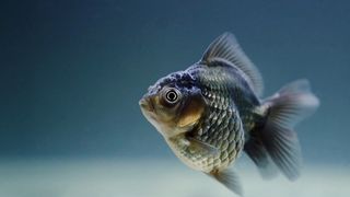 Zile cu dezlegare la peşte în Postul Paştelui 2022. Calendar ortodox complet