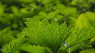 Contraindicaţii urzici: Cine trebuie să le evite?