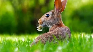 Paştele ortodox 2022: Pe ce dată se sărbătoreşte în acest an? Tradiţii şi obiceiuri