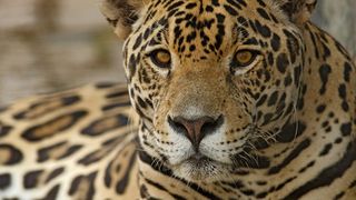 Animalele exotice din grădinile zoologice din România, bulversate de vremea de afară