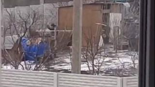 rusii-fura-gaini-din-ucraina