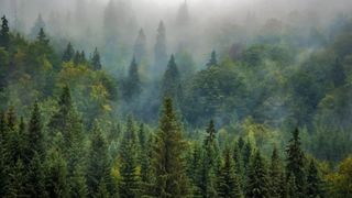 VIDEO - &Icirc;n fiecare oră, &icirc;n Rom&acirc;nia dispar 6 hectare de pădure din cauza tăierilor ilegale. Goana după profit duce la dispariția pădurilor