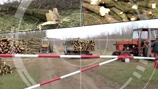 VIDEO | Oră de oră dispar tot mai mulți copaci