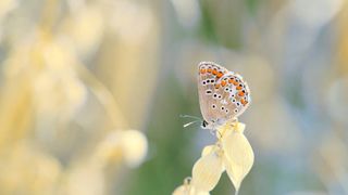 echinocțiu de primăvară