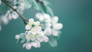 Tradiții și obiceiuri la echinocțiul de primăvară