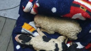 Un sibian a aruncat 4 pui de cățel la gunoi, iar pe mama lor a abandonat-o la adăpost. Bărbatul s-a ales cu dosar penal