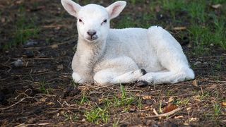 VIDEO - Preţ carne miel 2022: Veşti proaste înainte de Paşte! 