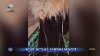 Rover, motanul pasionat de modă