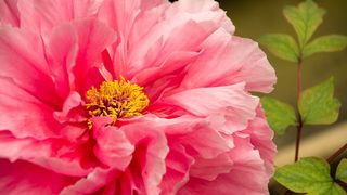 echinocțiu de primăvară 2022