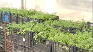 Verdețurile de primăvară dau o aromă aparte preparatelor, &icirc;nsă doar cei cu dare de m&acirc;nă se pot bucura de savoarea lor