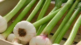 beneficii contraindicații usturoi verde