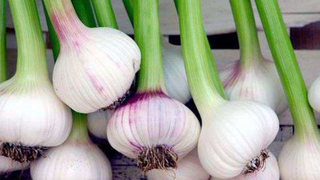 beneficii contraindicații usturoi verde