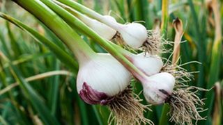 Beneficii contraindicații usturoi verde