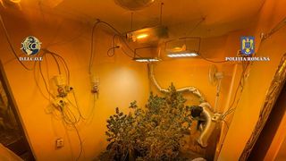 Oamenii legii au descoperit &icirc;n locuința unui bărbat din București o cultură de canabis cu sistem de irigare, iluminat şi filtrare