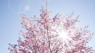 Vremea de Florii 2022. Anunțul meteorologilor