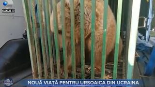 VIDEO - O ursoaică salvată din Ucraina a fost adusă în sanctuarul din Zărnești