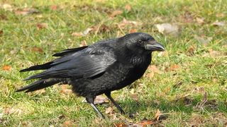 VIDEO | Autoritățile din Satu Mare nu mai fac față problemelor pe care le cauzează ciorile