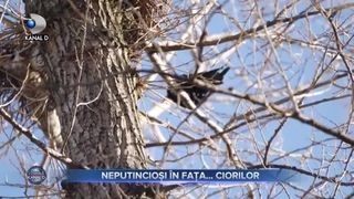 Neputincioși în fața... ciorilor