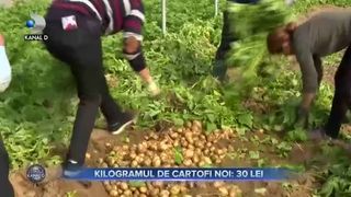 Kilogramul de cartofi noi - 30 lei