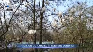 1 Milion de narcise în centrul Londrei