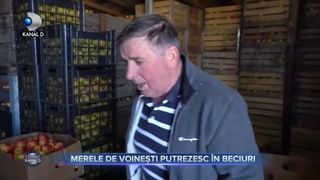 Merele de Voinești putrezesc &icirc;n beciuri