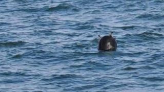 mină de război capul midia