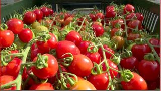 VIDEO | Cea mai mare seră construită în ultimii 15 ani în România se află în vestul țării