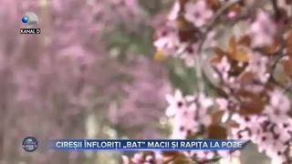 Cireșii &icirc;nfloriți &rdquo;bat&rdquo; macii și rapița la poze