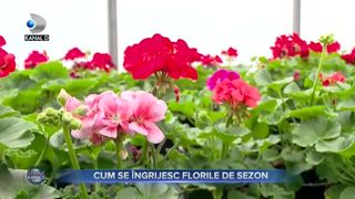 Spectacolul florilor de sezon