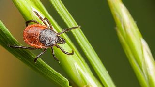 Începe sezonul căpușelor. Ce sfaturi ne dau medicii