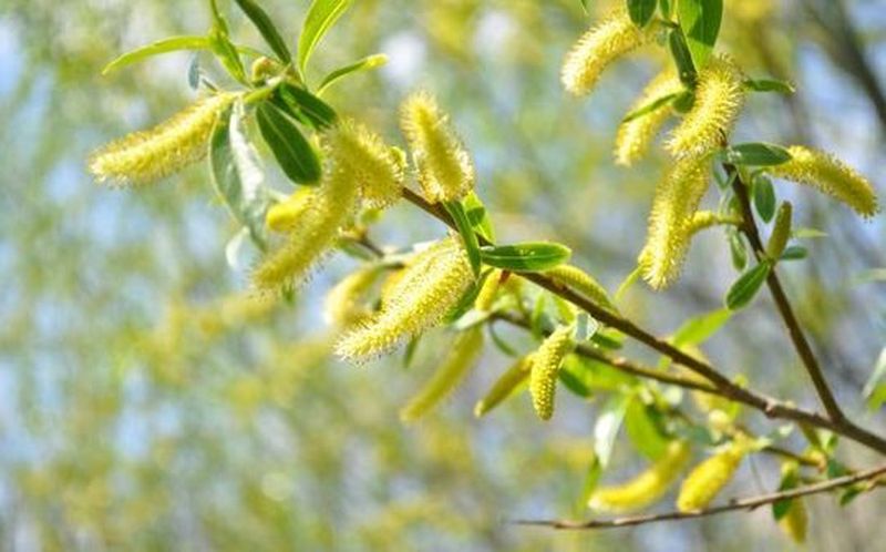 Floriile 2022 dată tradiții obiceiuri