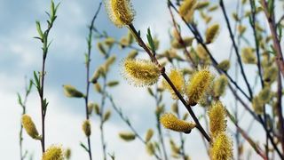 Floriile 2022 dată tradiții obiceiuri