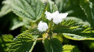 Cea mai delicioasă reţetă de urzici cu usturoi