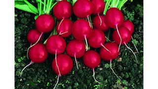 Contraindicaţii ridichii: Cine nu ar trebui să mănânce aceste alimente?