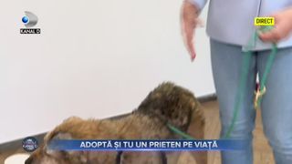 Adoptă și tu un prieten pe viață