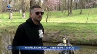 Nimfele din parc, vedete pe Tik-Tok