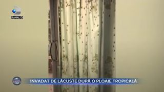 Invadat de lăcuste după o ploaie tropicală