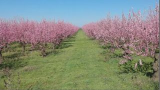 &Icirc;n mai puțin de 2 luni vor apărea primele cireșe rom&acirc;nești