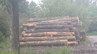  Trei dosare penale și peste 2.400 metri cubi de lemne confiscate de Garda Forestieră Cluj