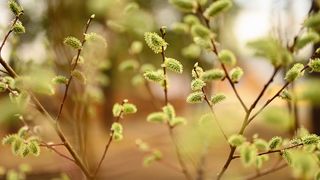 Ce se mănâncă de Florii 2022? Tradiţii şi obiceiuri ortodoxe