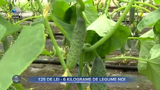 125 De lei - 6 kilograme de legume noi