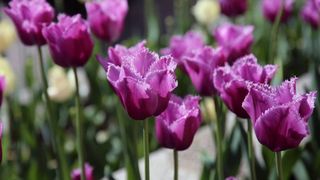 simfonia lalelelor 2022