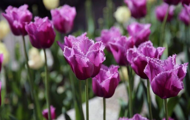 simfonia lalelelor 2022