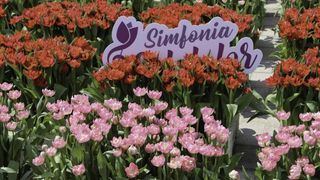 simfonia lalelelor 2022